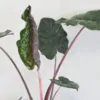 Alocasia sarawakensis ‘Yucatan Princess’ alocasia sarawakensis yucatan princess