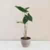 Alocasia zebrina Alocasia zebrina