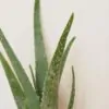 Aloe vera malé aloe vera aloa prava sukulent plantize
