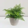 asplenium aethiopicum plantizia Plantizia.cz