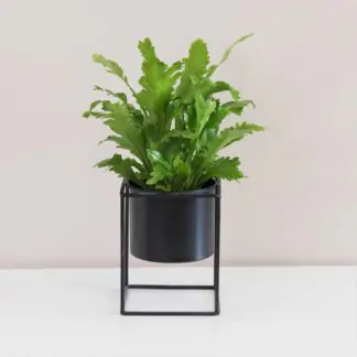 Asplenium nidus ‘Campio’