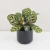 Calathea makoyana střední Calathea makoyana