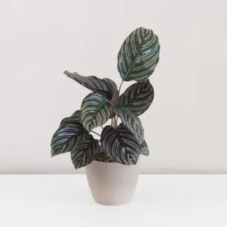 Calathea ornata 'Sanderiana' pokojová rostlina