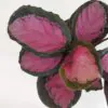 Calathea roseopicta ‘Rosy’ Calathea roseopicta 'Crimson'