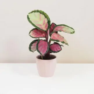 Calathea roseopicta 'Silvia' růžová pokojová rostlina plantizia