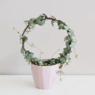 Lampasik Ceropegia woodii na krhu tahavý sukulent