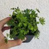 citlivka mimosa pudica mala plantizia Plantizia.cz