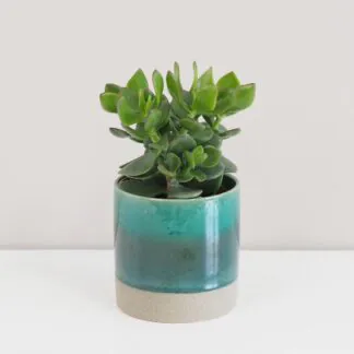 crassula ovata hulk 2 plantizia Plantizia.cz