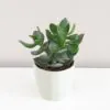 Tlustice / Crassula ovata ‘Hulk’ malá Tučnolist Crassula ovata 'Hulk'