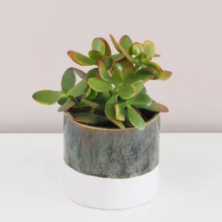 Tlustice / Crassula: Naučte se, jak pěstovat tento sukulent Tlustice / Crassula ovata ‘Sunset’