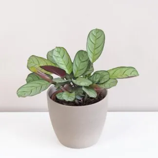 ctenanthe burle-marxii amagris ktenantha prayer plant