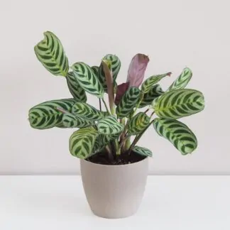 ctenanthe burle-marxii amabilis ktenantha prayer plant