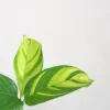 Ctenanthe lubbersiana malé ctenanthe lubbersiana prayer plant
