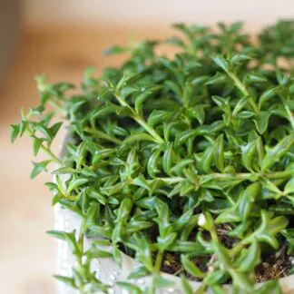 curio senecio peregrinus plantizia delfin string dolphins