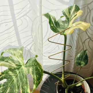 dekorativna opora na rastliny cik cak monstera thai constellation kytkotycky plantizia Plantizia.cz