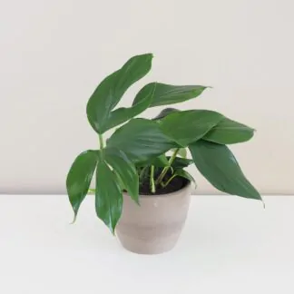 rhaphidophora decursiva epipremnum pinnatum dragon tail philodendron dragontail plantizia