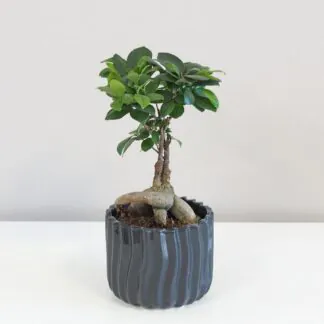 Ficus ginseng bonsai