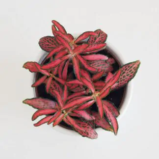 fittonia red forest flame červená pokojová rostlina