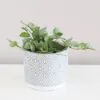 Hoya krohniana ‘Eskimo’ hoya krohniana eskimo 2 plantizia Plantizia.cz