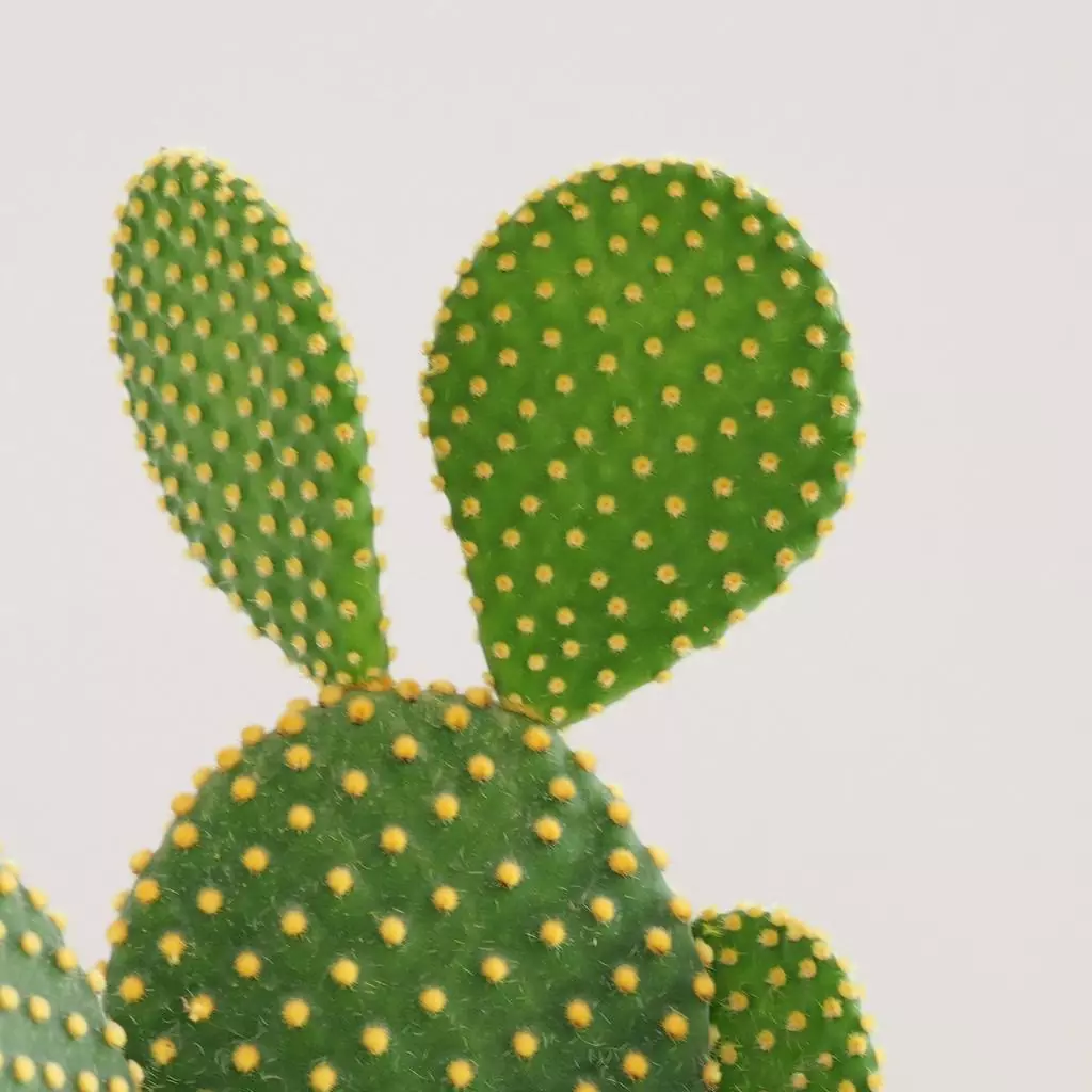 opuntia microdasys 3 plantizia Plantizia.cz