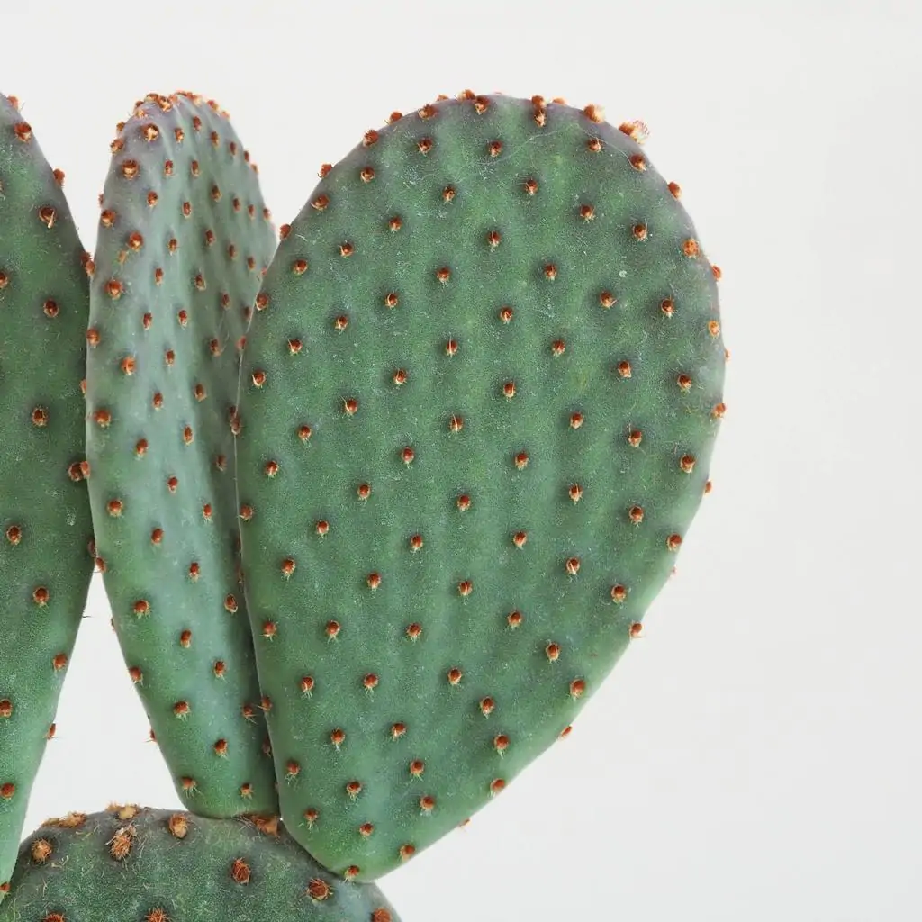 opuntia mictodasys rufida opuncie kaktus fialovy