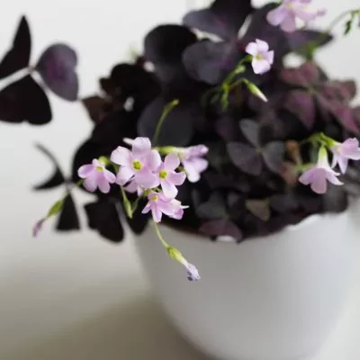 oxalis triangularis fialovy kvet plantizia Plantizia.cz
