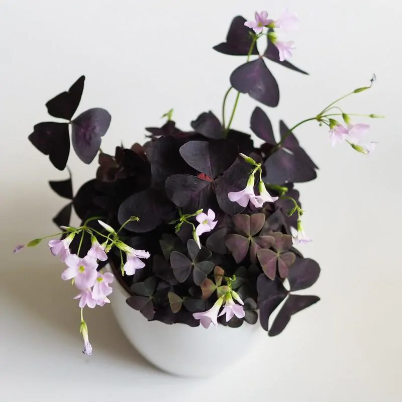 Oxalis triangularis pokojove rostliny pokojovky