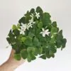 Oxalis triangularis zelený oxalis triangularis zeleny plantizia Plantizia.cz