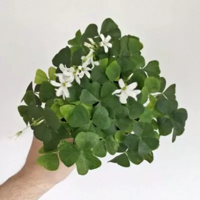 oxalis triangularis zeleny plantizia Plantizia.cz
