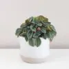 Peperomie albovittata peperomia albovittata peperomia pieprovec měla pokojová rostlina plantizia