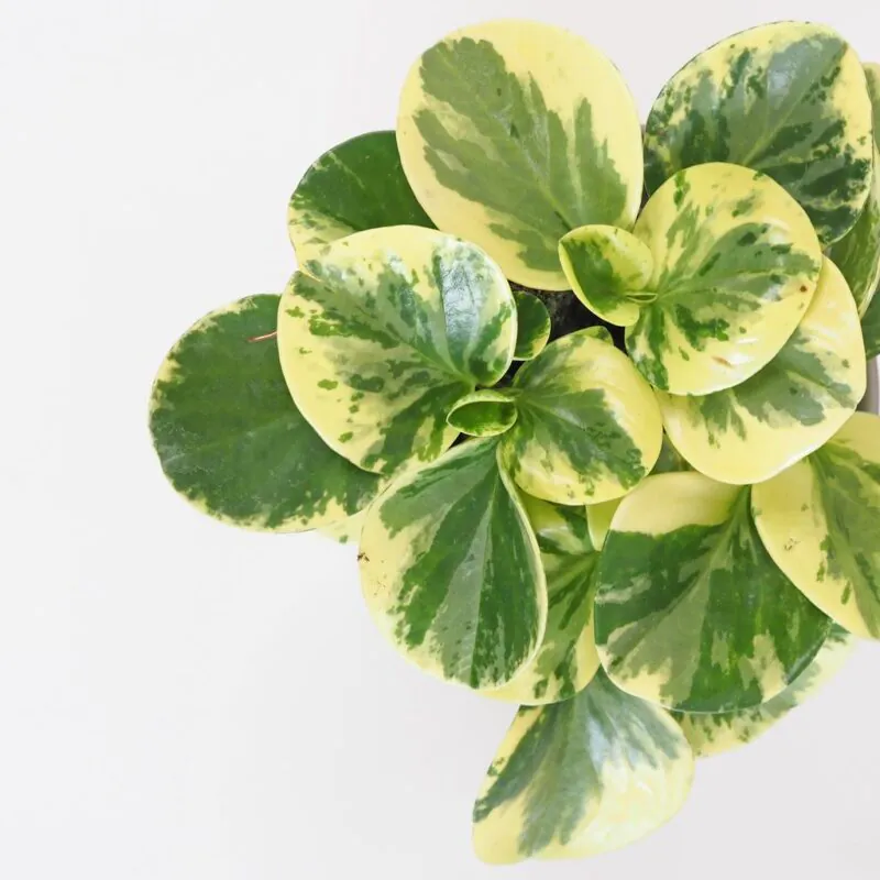 Jak pečovat o peperomie, aby se jim dobře dařilo peperomie variegata panasovana pieprovec plantizie