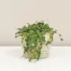 Peperomie prostrata peperomia prostrata pieprovec string of turtles plantizia