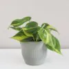 Philodendron scandens ‘Brasil’