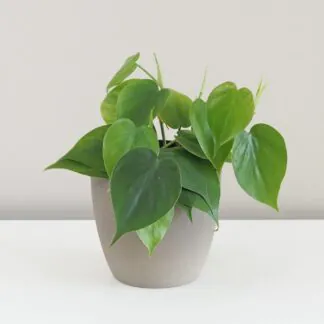 Philodendron cordatum filodendron tahava rostlina plantizie