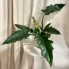 Philodendron ‘Narrow Escape’ philodendron narrow escape