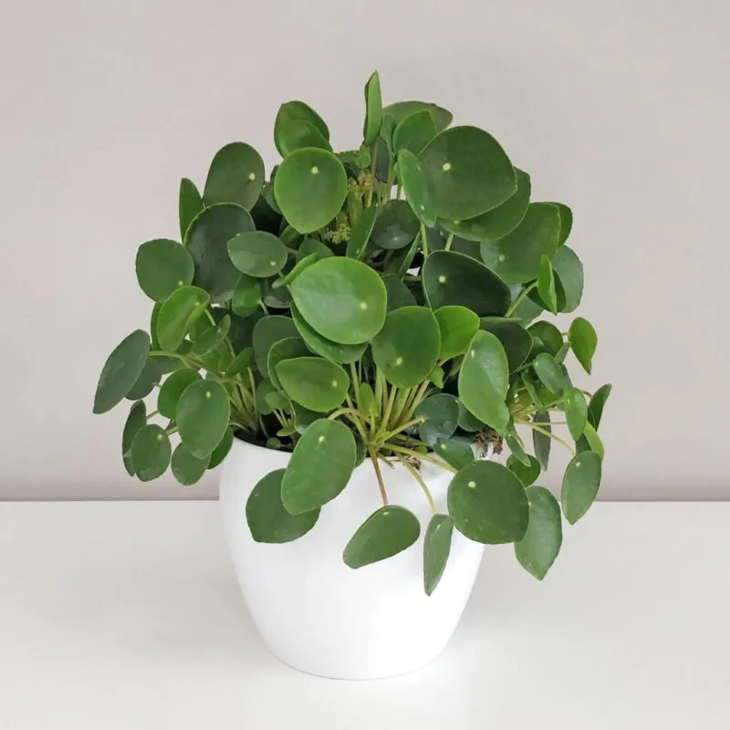 Pilea peperomioides - jak o ni pečovat, aby se jí dařilo pilea peperomioides, money plant, pokojová rostlina, stylová rostlina, hipster plant, urban jungle, pokojovka