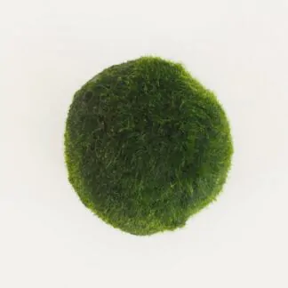 Péče o řasokoule řasokoule L řasokoule zelená řasokoule mechová koule řasová koule marimo moss cladophora aegagropila aegagropila linnaei řasokulky řasogulicky plantizia