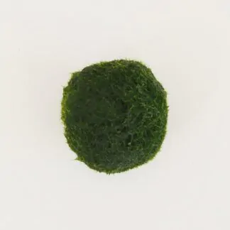 řasokoule s řasokoule zelená řasokoule mechová koule řasová koule marimo moss cladophora aegagropila aegagropila linnaei řasokulky řasogulicky plantizia