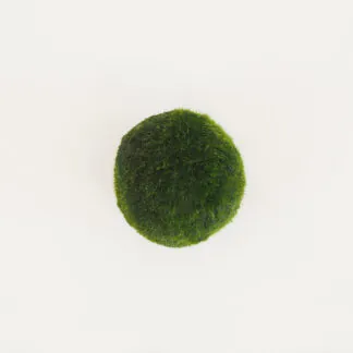 řasokoule s řasokoule zelená řasokoule mechová koule řasová koule marimo moss cladophora aegagropila aegagropila linnaei řasokulky řasogulicky plantizia