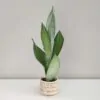 Sansevieria trifasciata ‘Moonshine’ malá sansevieria moonshine mala plantizia Plantizia.cz