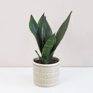 Sansevieria ‘Silver Flame’