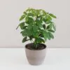 Schefflera arboricola schefflera arboricola seflera