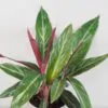 Stromanthe sanguinea ‘Magicstar’ stromanthe magicstar 2 plantizia Plantizia.cz