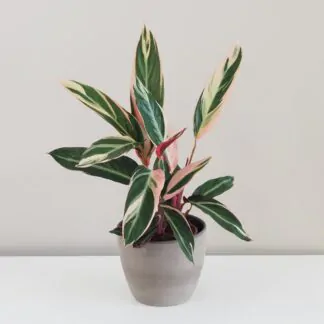 Stromanthe: Jak pečovat o tuto rostlinu s unikátními listy Stromanthe sanguinea 'Triostar'