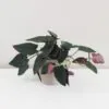 Syngonium erythrophyllum ‘Red Arrow’ syngonium erythrophyllum 2 plantizia Plantizia.cz