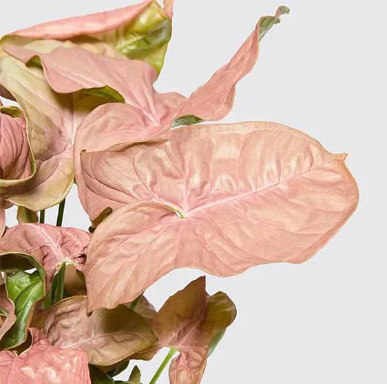 syngonium neon Plantizia.cz