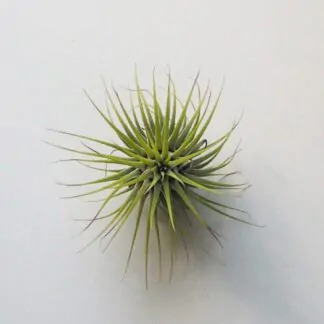 tillandsia ionantha zelená vzdušná rostlina air plant