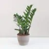 Zamioculcas zamiifolia střední Zamioculcas zamiifolia zamiokulkas nenarocná rostliny do stínu