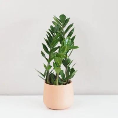 Zamioculcas zamiifolia zamiokulkas nenarocná rostliny do stínu