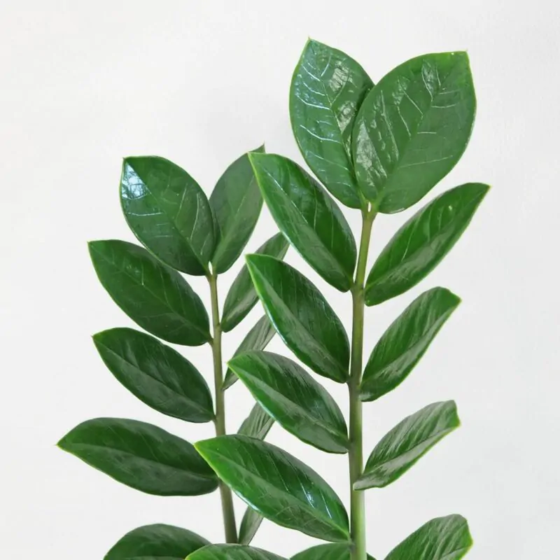 Zamioculcas zamiifolia zamiokulkas nenarocná rostliny do stínu pokojove rostliny pokojovky